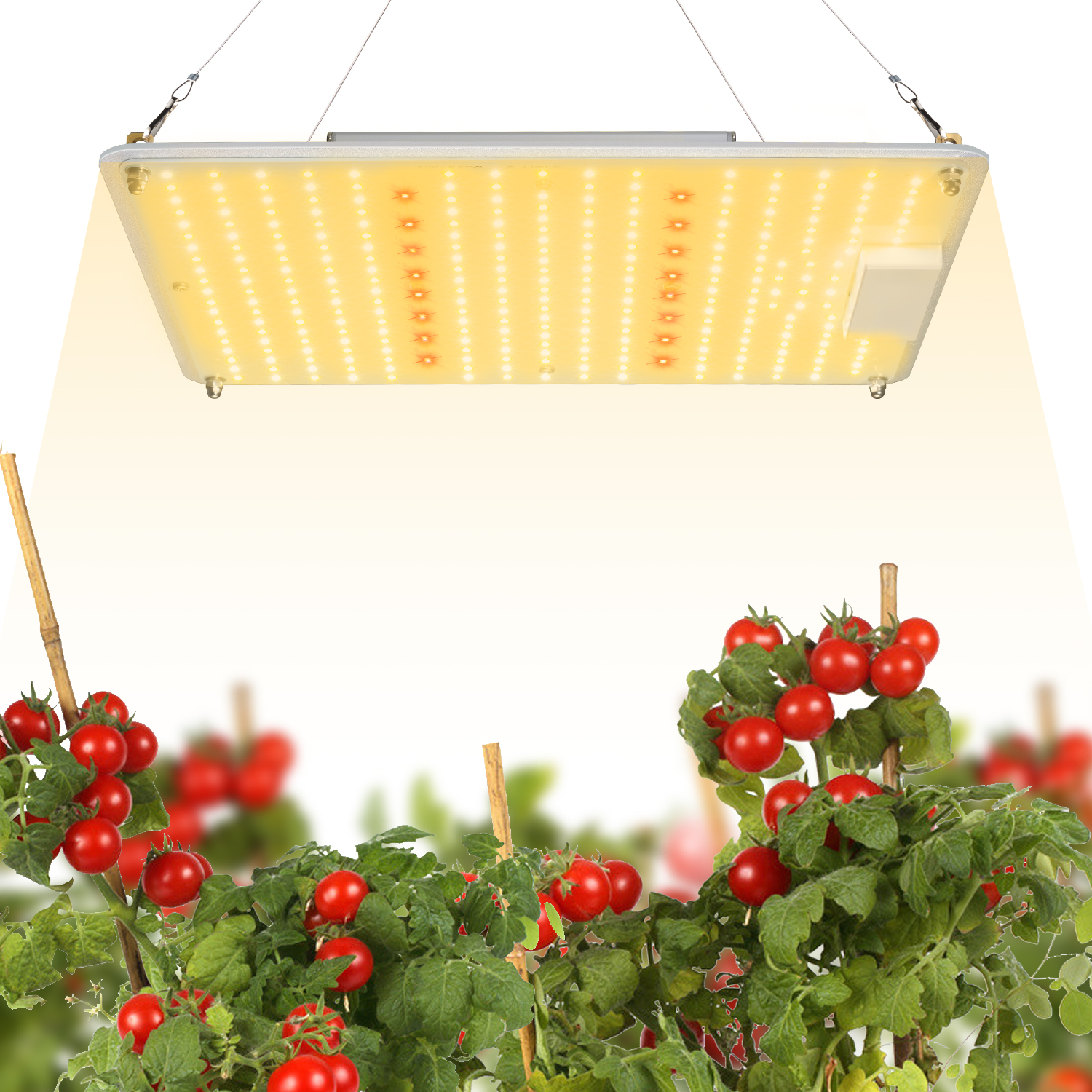 艾博特YC系列1000G詳情頁(yè)